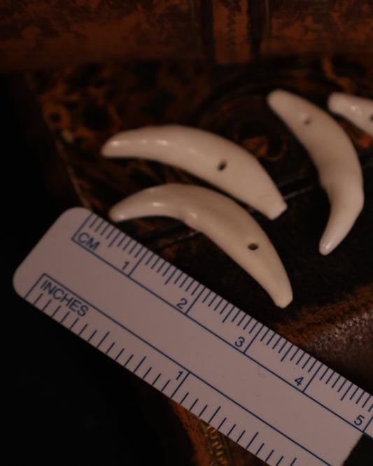 Schneidezahn vom Fuchs - gebohrt