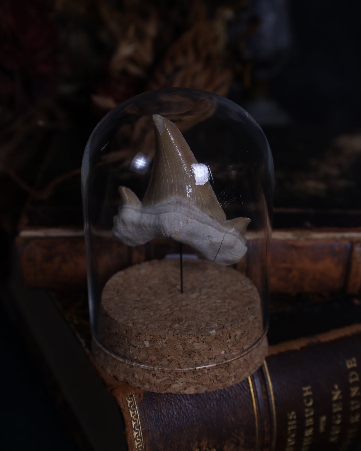 Versteinerte Haizähne – ca. 5 cm | Echte Fossilien