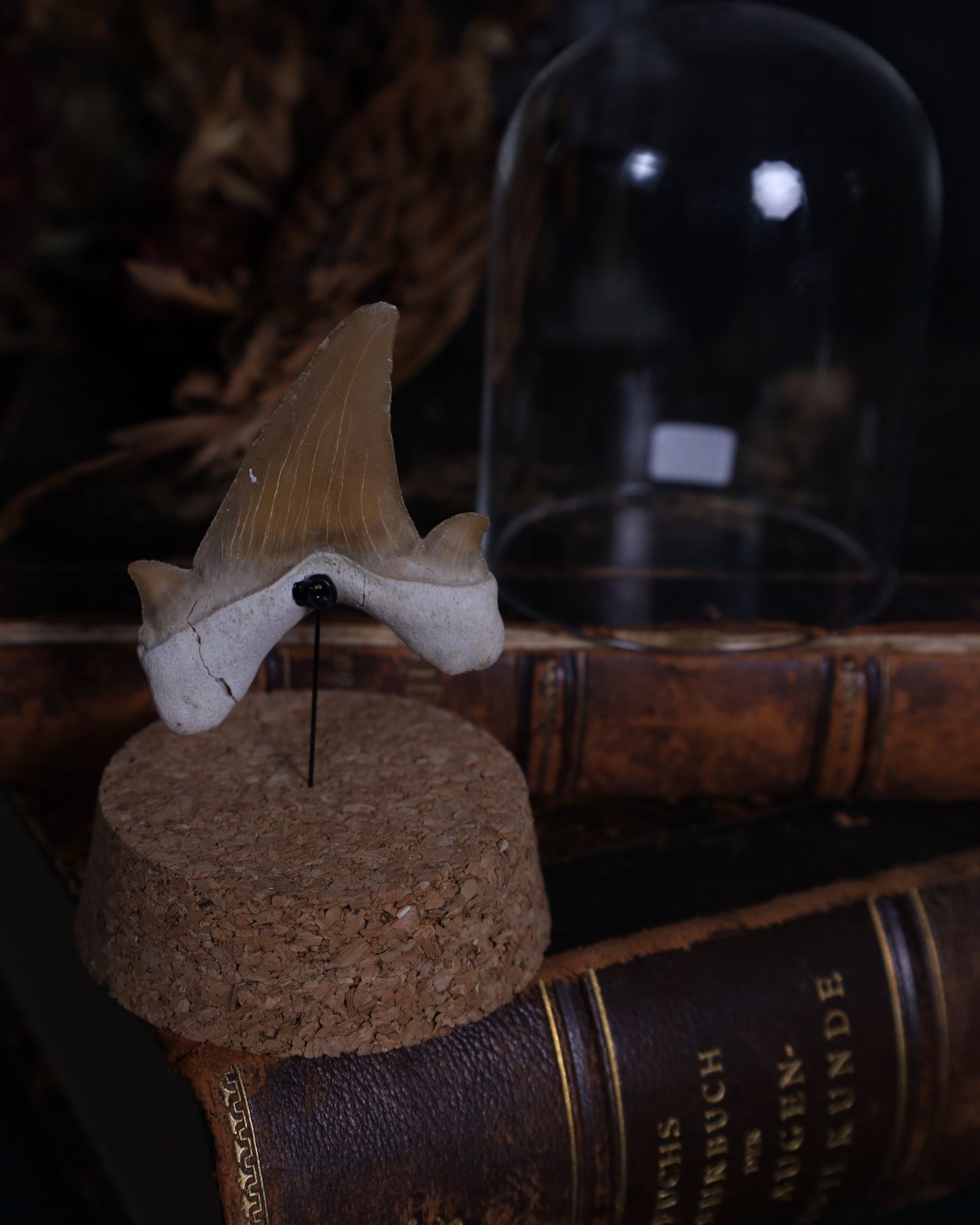 Versteinerte Haizähne – ca. 5 cm | Echte Fossilien