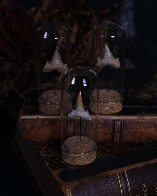 Versteinerter Haizahn im Glaskuppel-Display | Echtes Fossil auf Korksockel