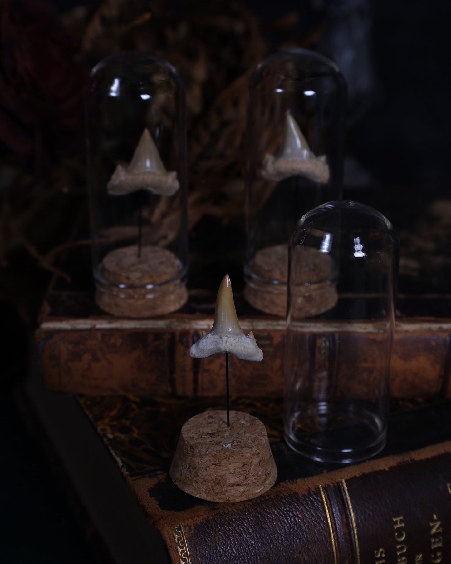 Versteinerter Haizahn im Glaskuppel-Display | Echtes Fossil auf Korksockel