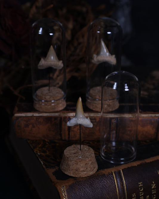 Versteinerter Haizahn im Glaskuppel-Display | Echtes Fossil auf Korksockel