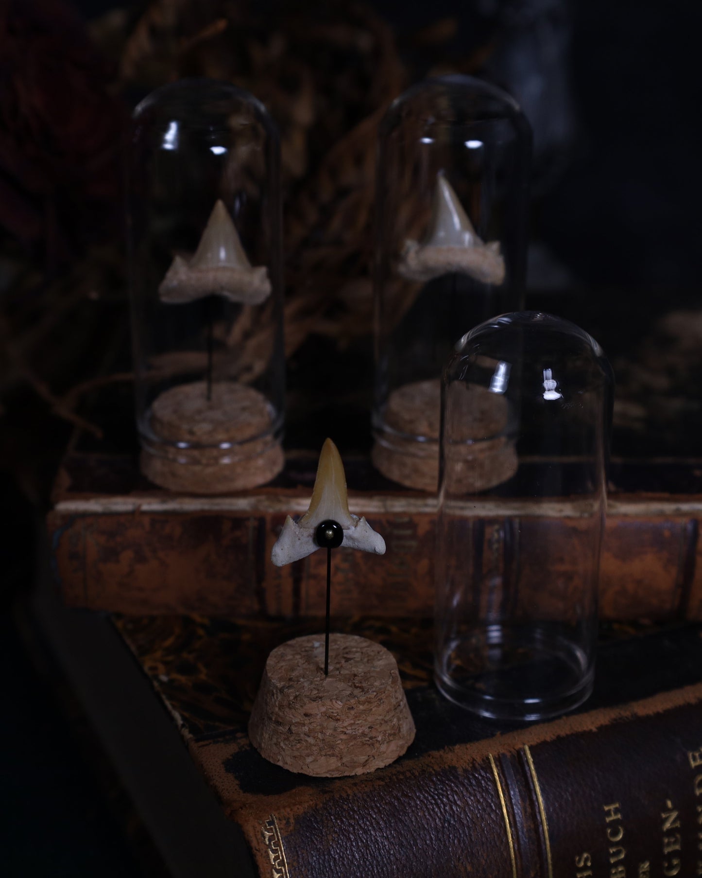 Versteinerter Haizahn im Glaskuppel-Display | Echtes Fossil auf Korksockel