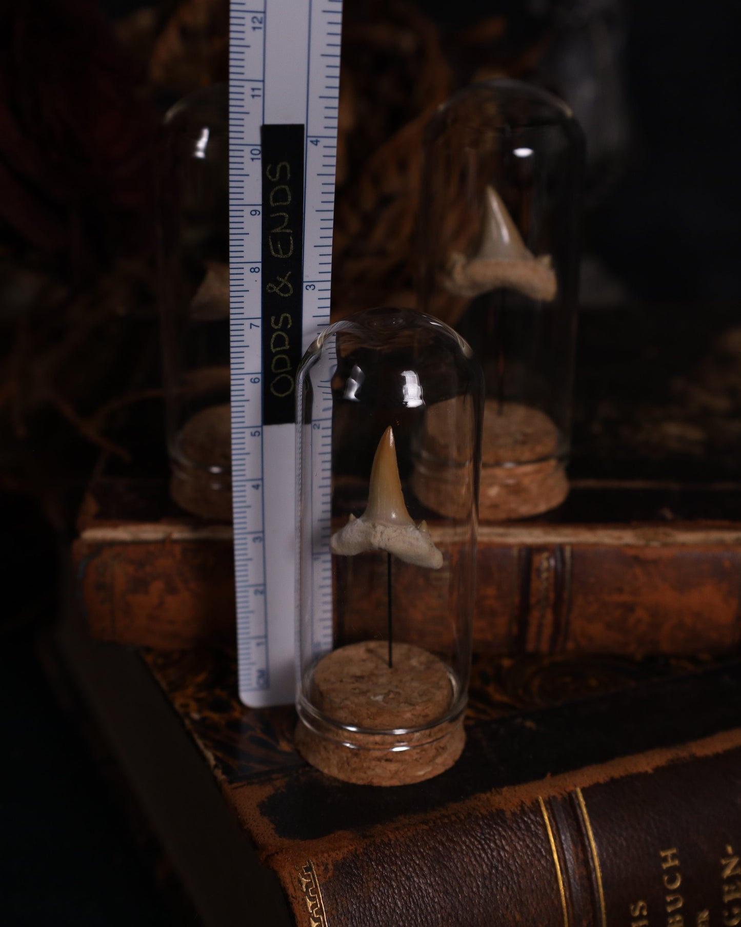 Versteinerter Haizahn im Glaskuppel-Display | Echtes Fossil auf Korksockel