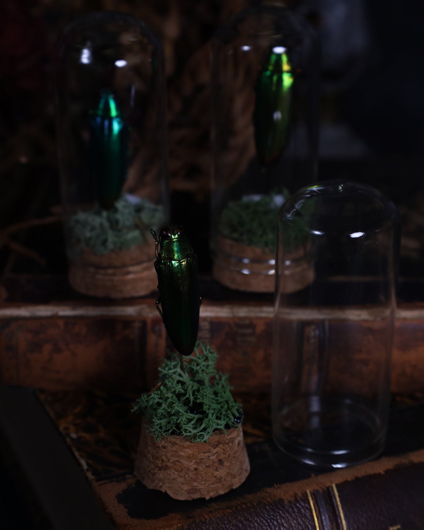 Beetle in a glass dome display | Stuffed noble beetle on a bed of moss