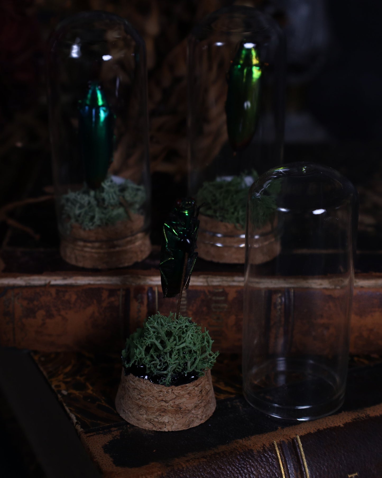 Beetle in a glass dome display | Stuffed noble beetle on a bed of moss