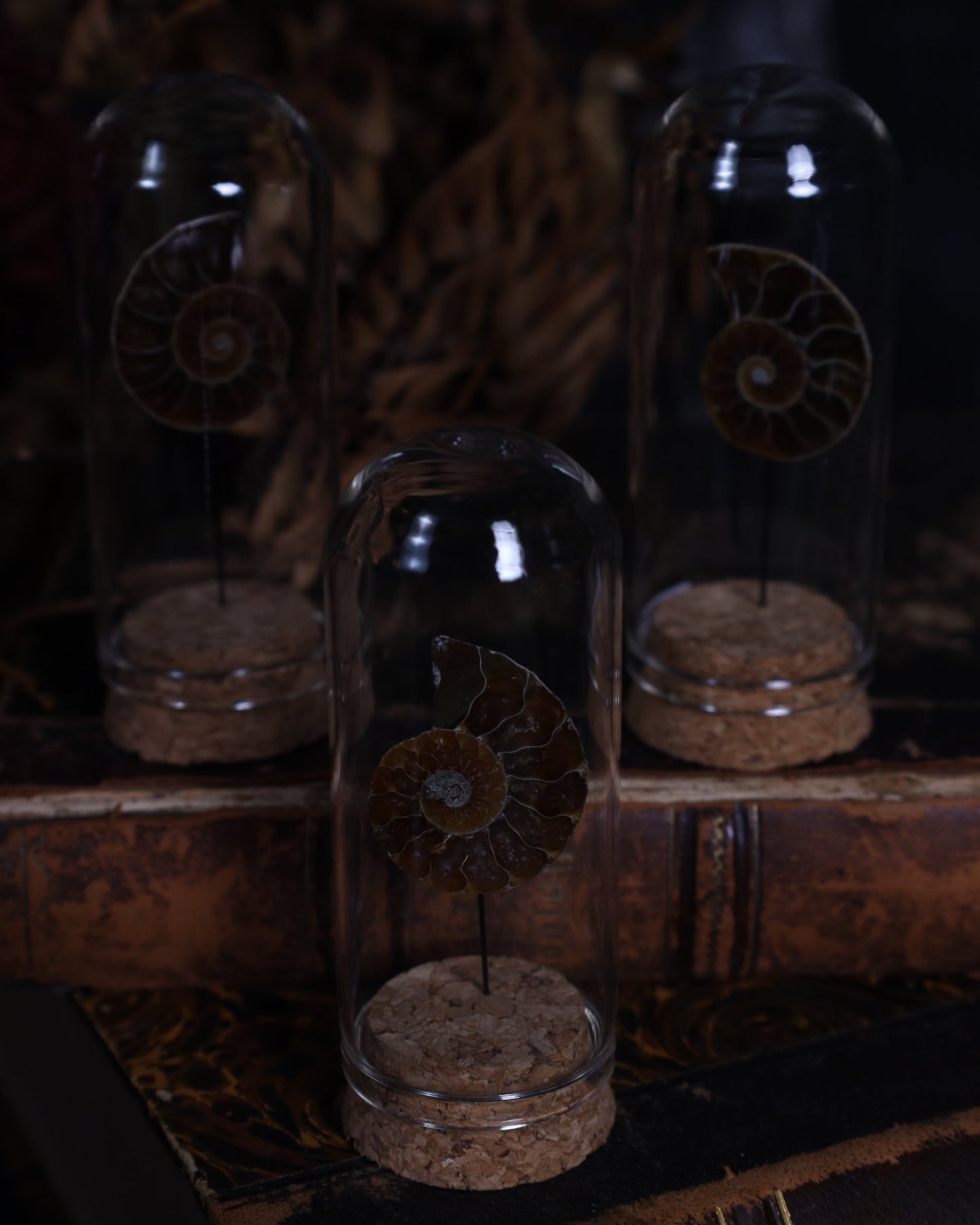 Opalisierter Ammonit im Glasdisplay | Aufgeschnitten & Poliert