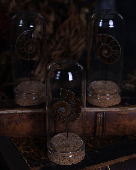 Opalisierter Ammonit im Glasdisplay | Aufgeschnitten & Poliert