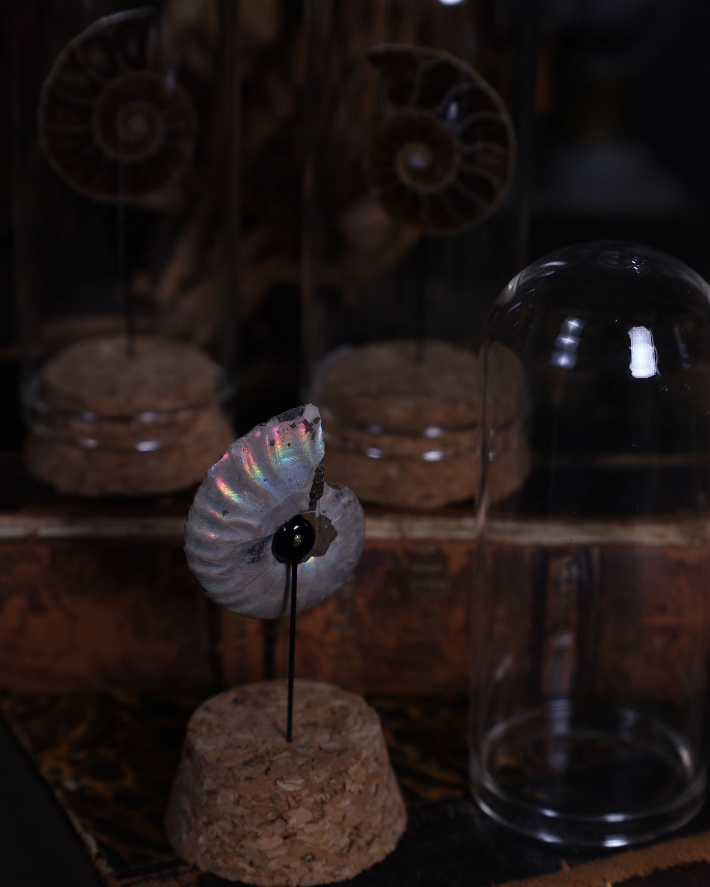 Opalisierter Ammonit im Glasdisplay | Aufgeschnitten & Poliert