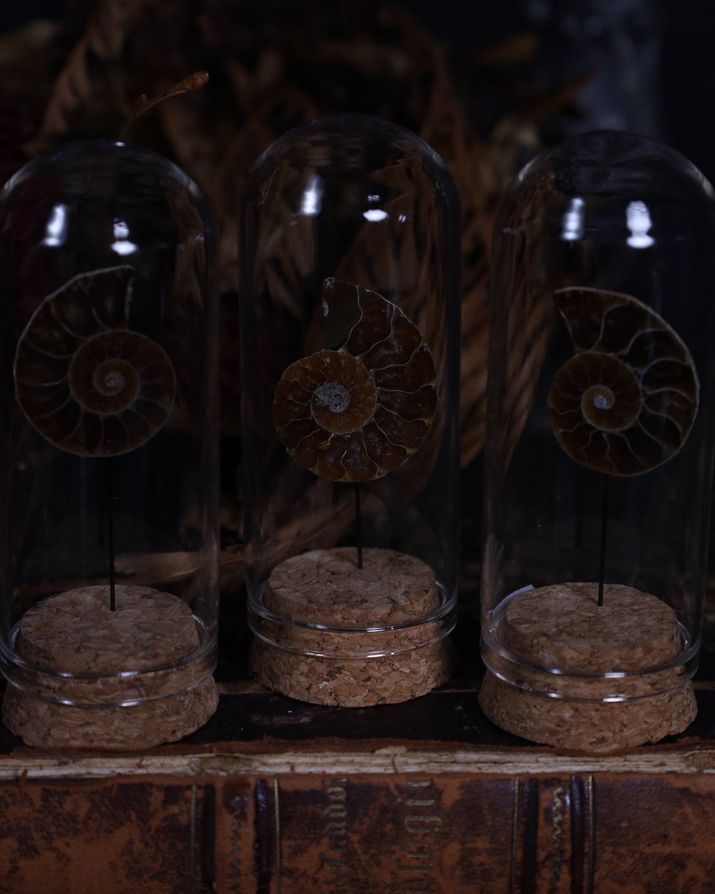 Opalisierter Ammonit im Glasdisplay | Aufgeschnitten & Poliert