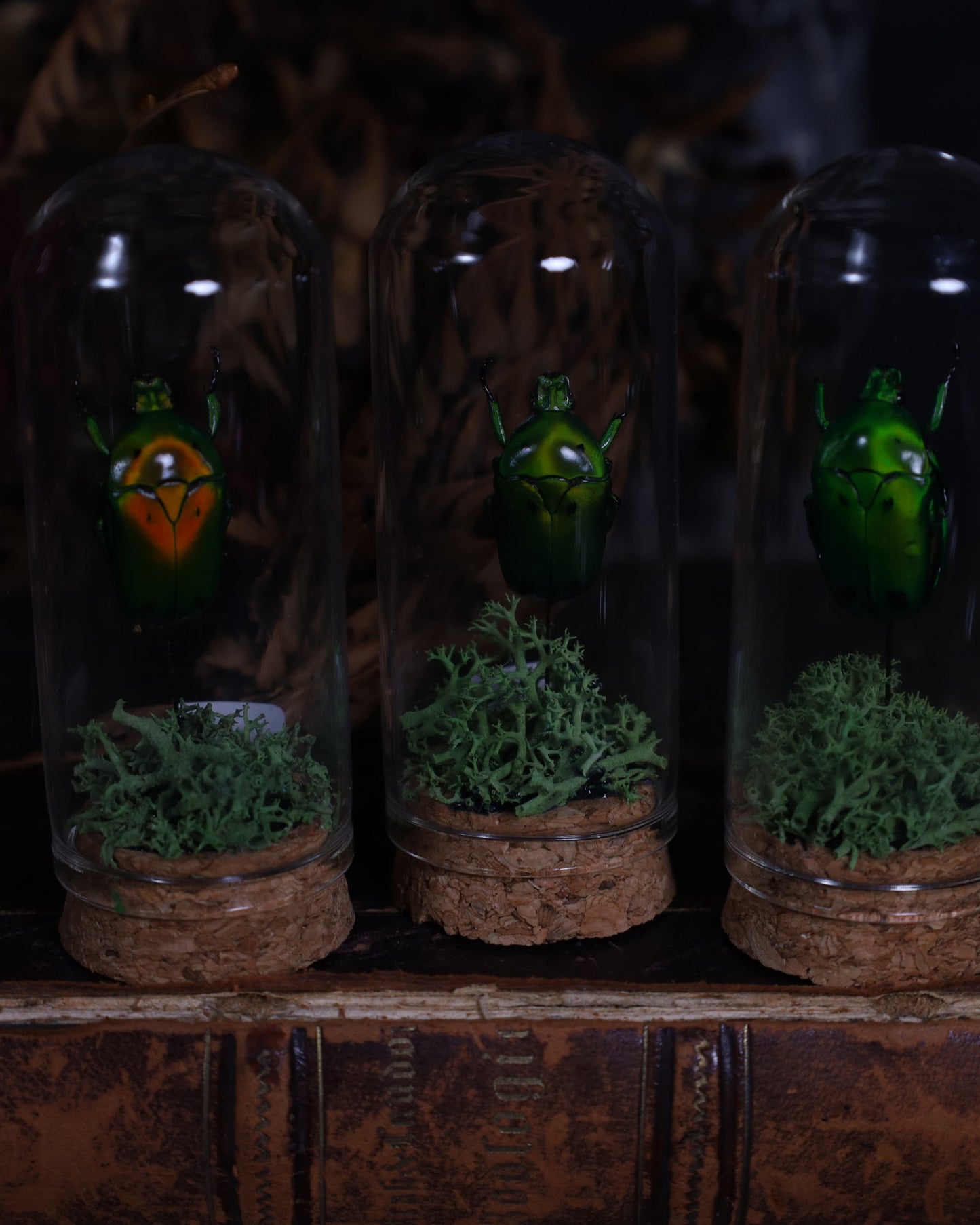 Heterorrhina sexmaculata in a glass dome display | Mounted beetle on a bed of moss