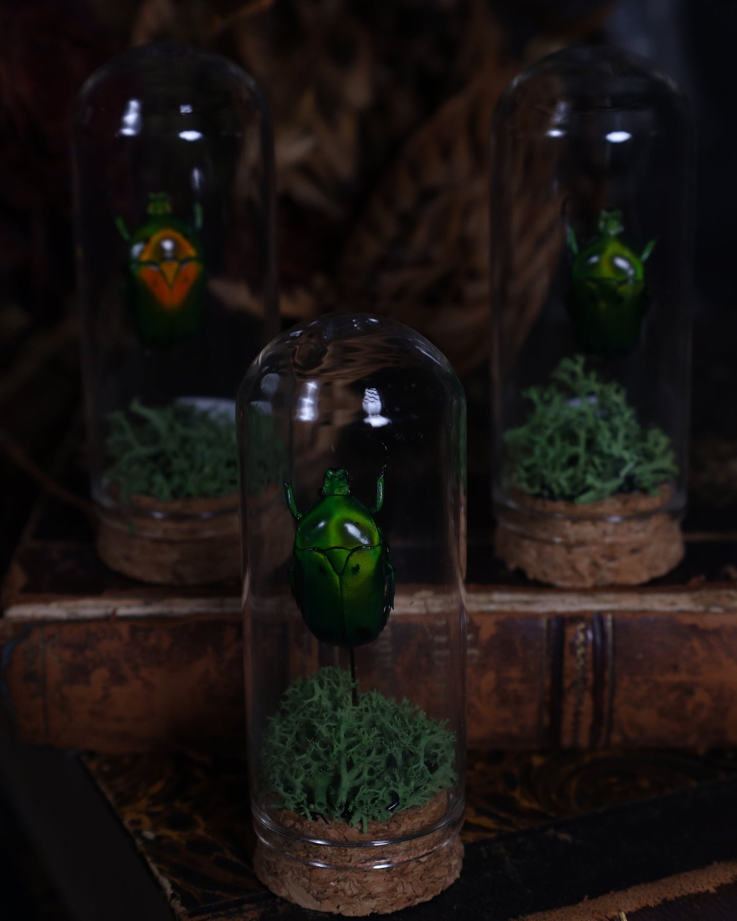 Heterorrhina sexmaculata in a glass dome display | Mounted beetle on a bed of moss
