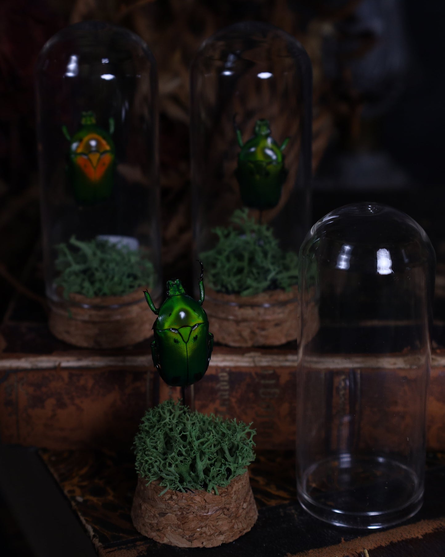 Heterorrhina sexmaculata in a glass dome display | Mounted beetle on a bed of moss