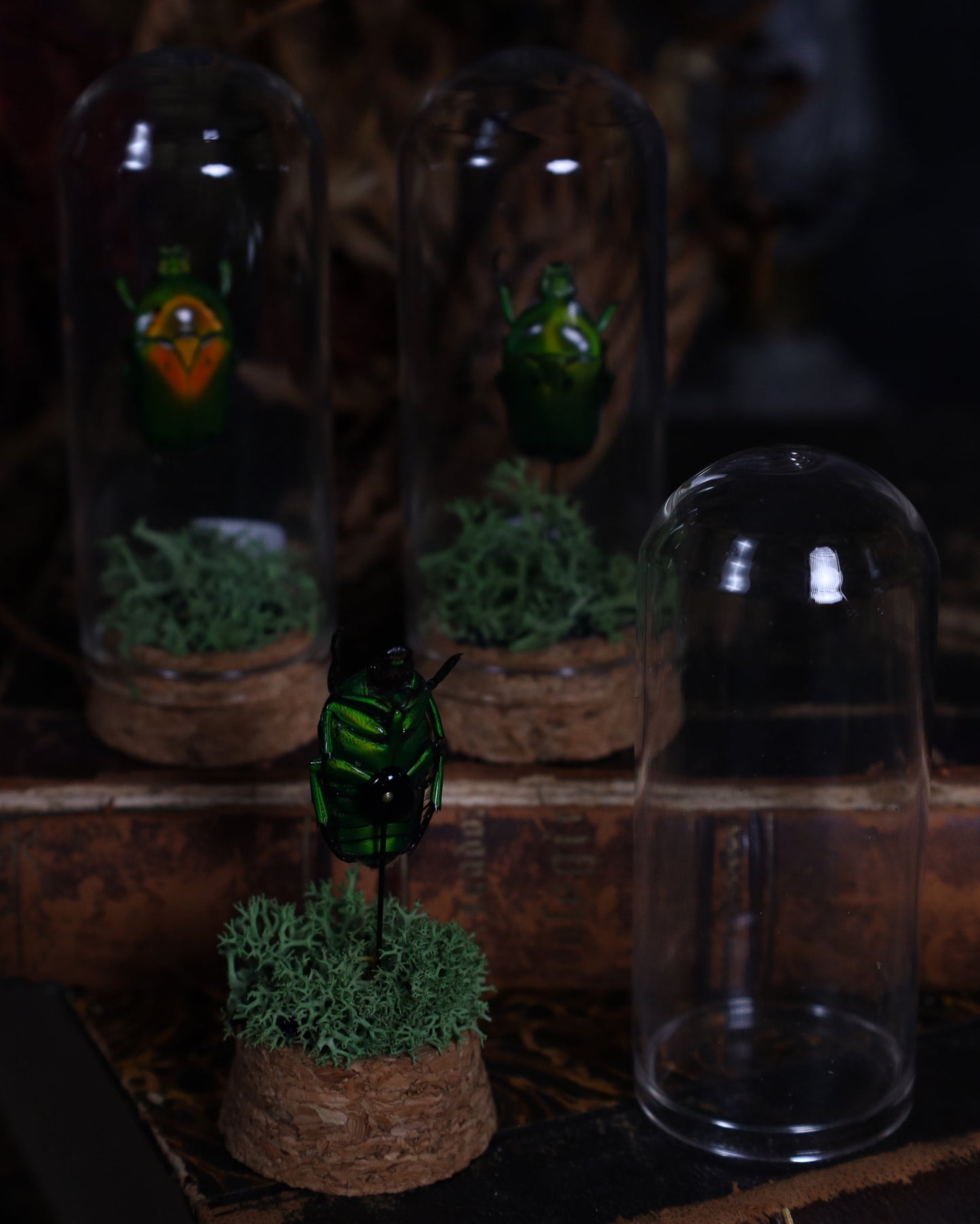 Heterorrhina sexmaculata in a glass dome display | Mounted beetle on a bed of moss