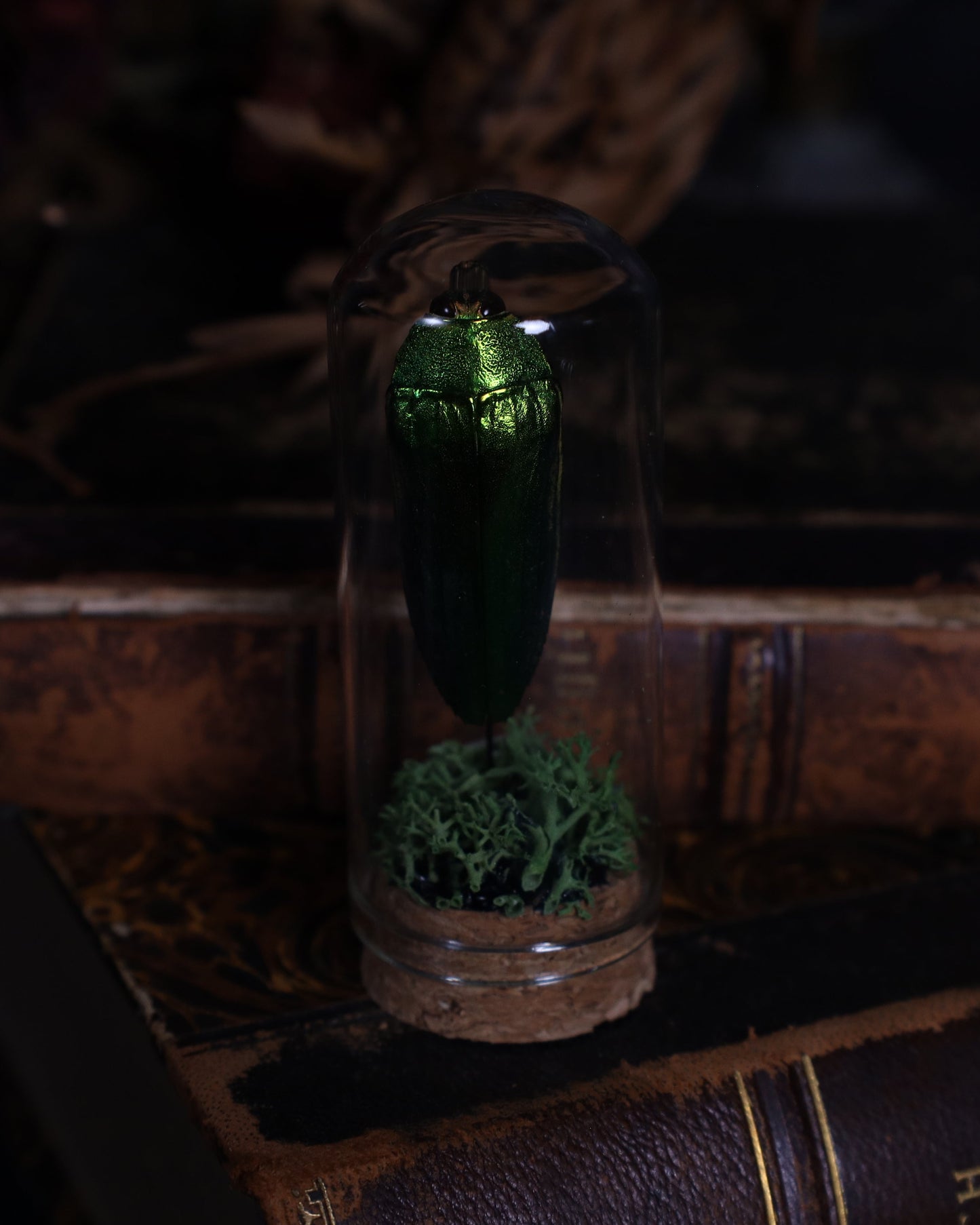 Beetle in a glass dome display | Stuffed noble beetle on a bed of moss