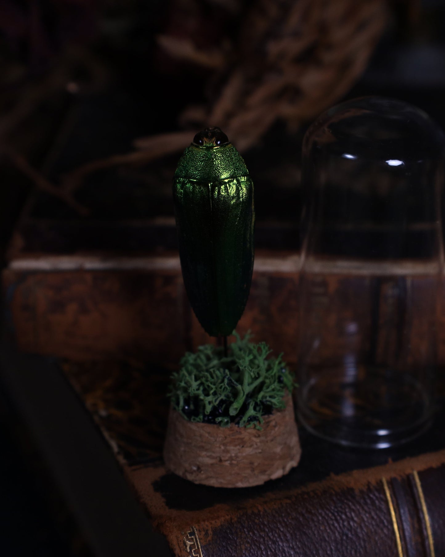 Beetle in a glass dome display | Stuffed noble beetle on a bed of moss