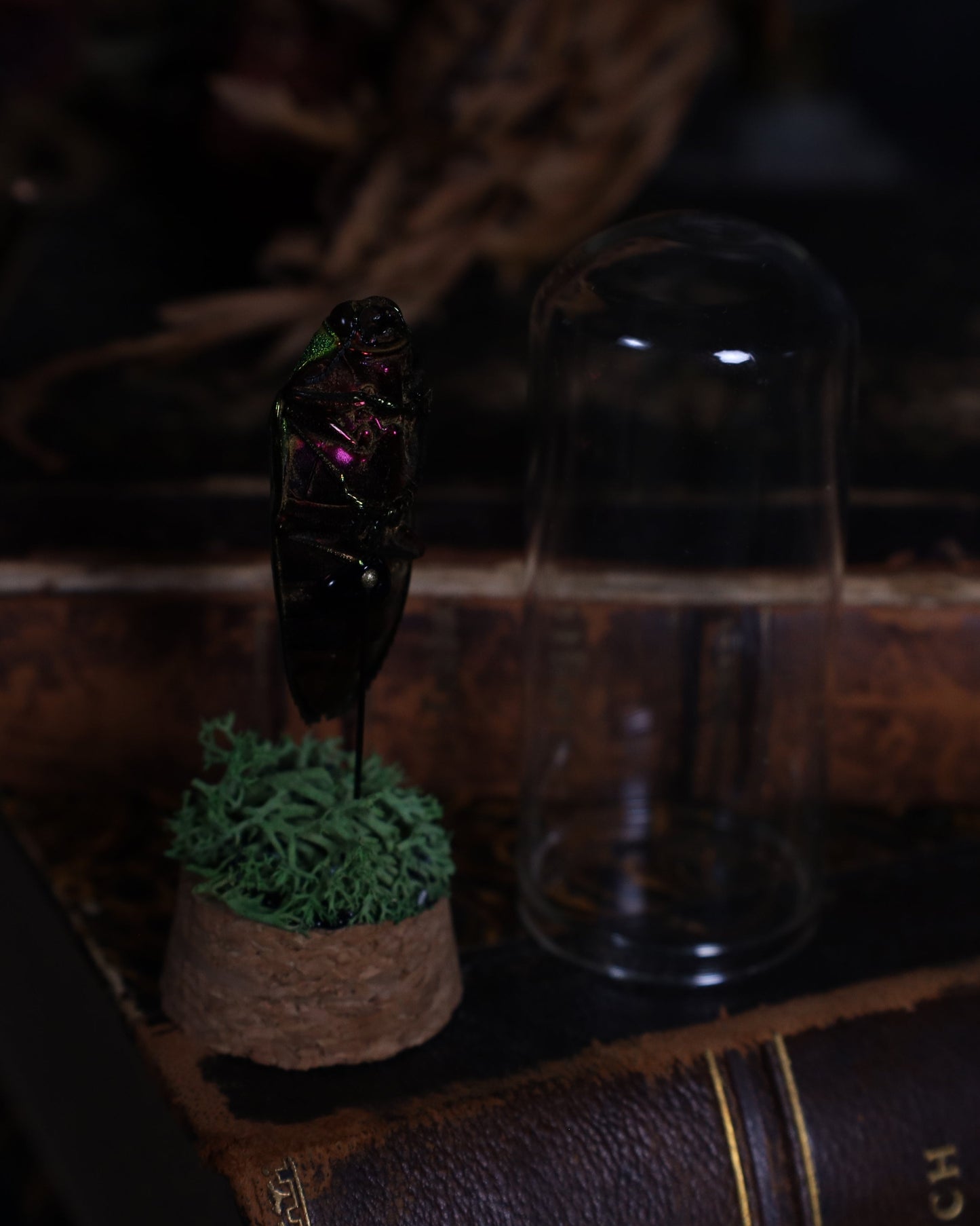 Beetle in a glass dome display | Stuffed noble beetle on a bed of moss