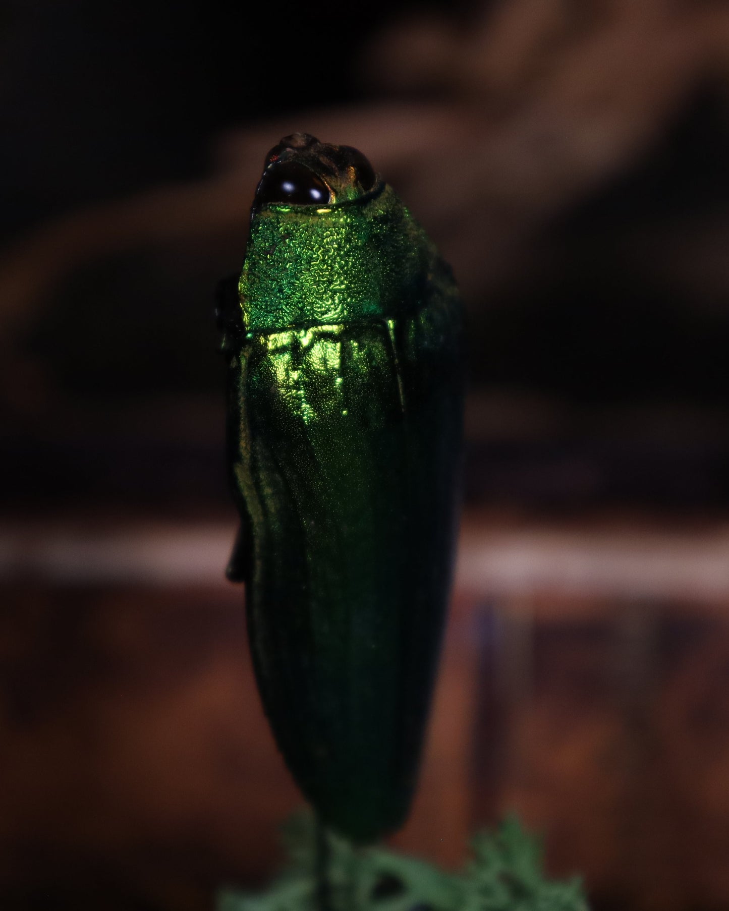 Beetle in a glass dome display | Stuffed noble beetle on a bed of moss