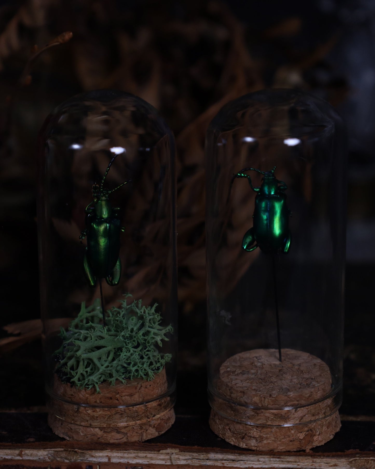 Käfer im Glaskuppel-Display | Präparierter Käfer auf Moosbett