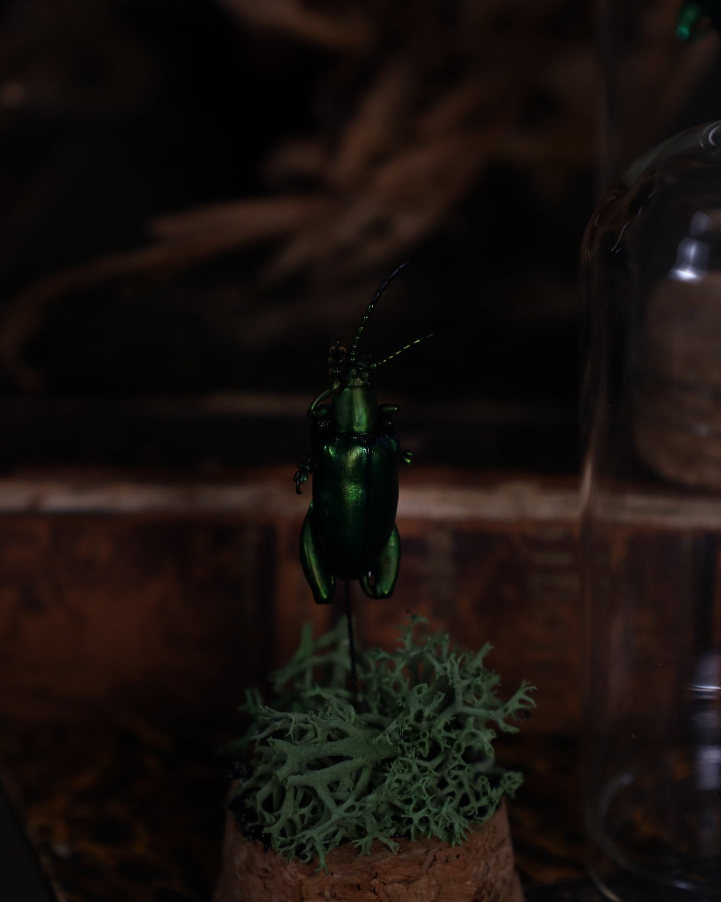 Käfer im Glaskuppel-Display | Präparierter Käfer auf Moosbett