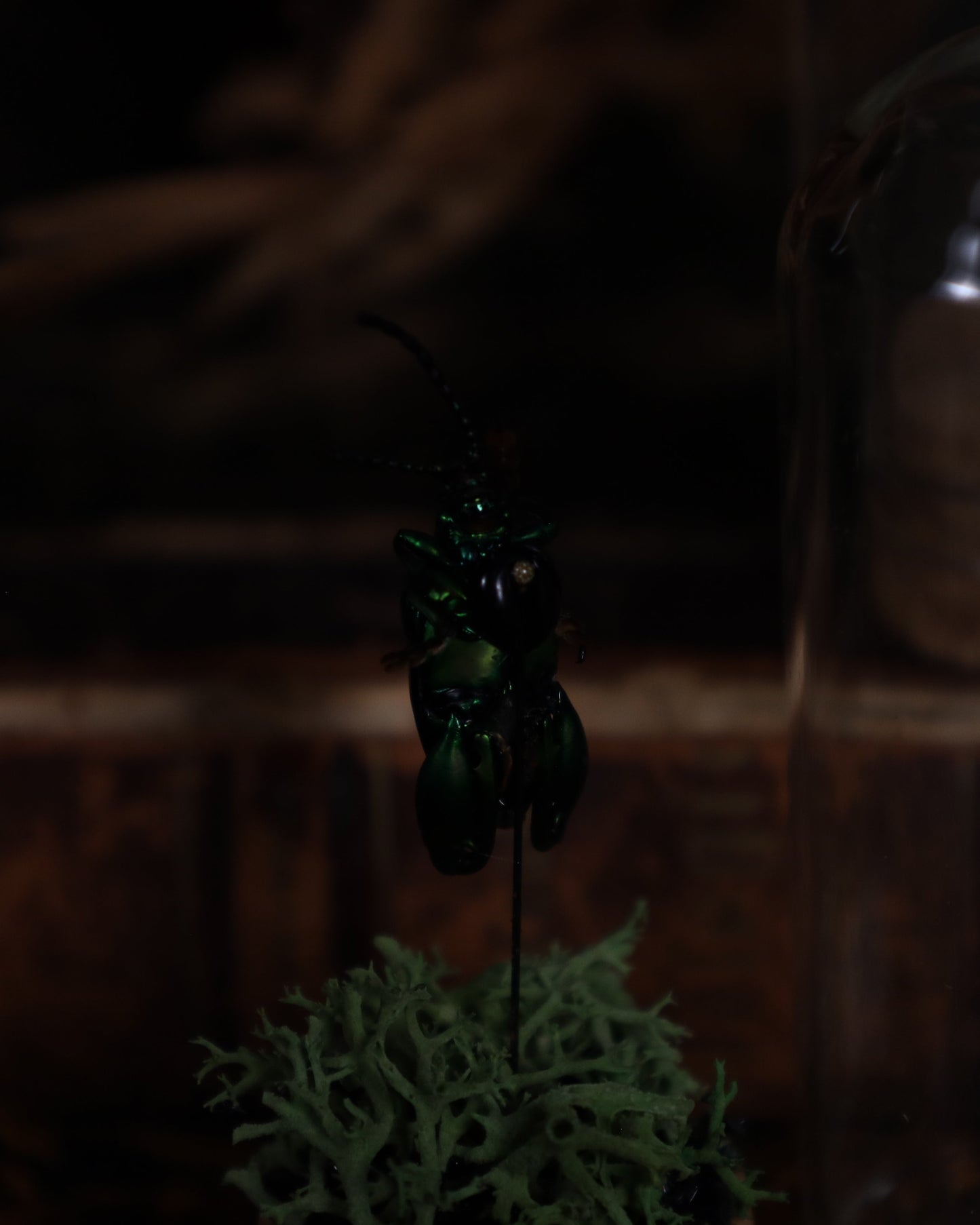 Käfer im Glaskuppel-Display | Präparierter Käfer auf Moosbett