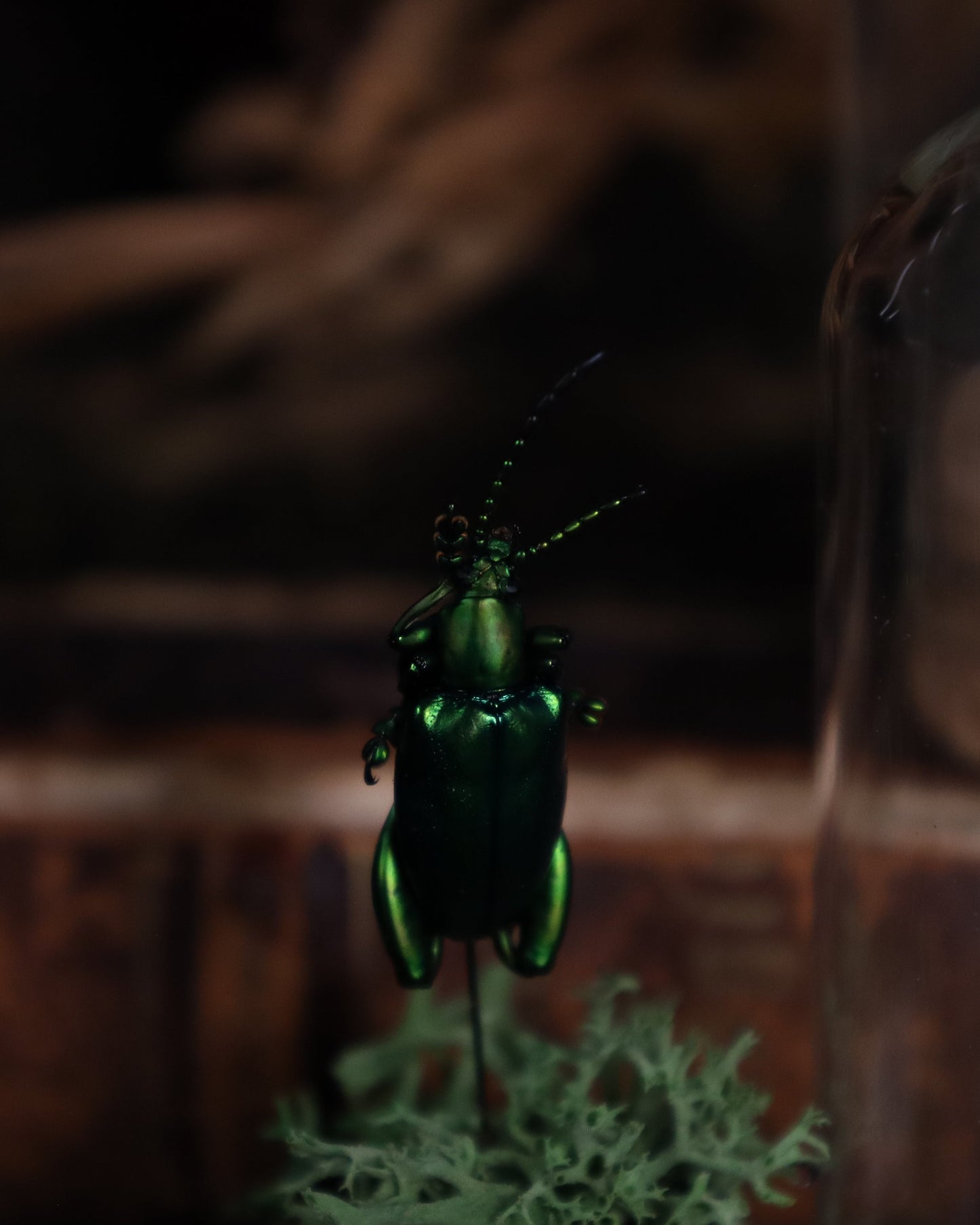 Käfer im Glaskuppel-Display | Präparierter Käfer auf Moosbett