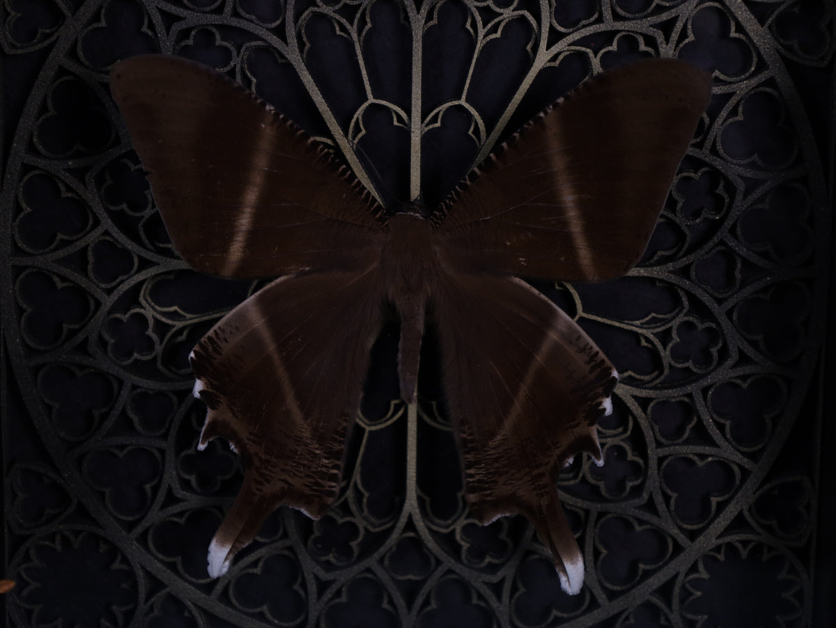 Swallowtail moth in a frame with a Gothic background