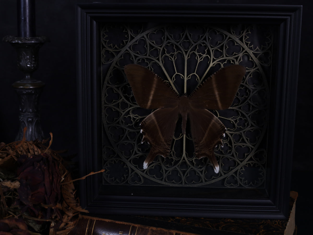 Swallowtail moth in a frame with a Gothic background