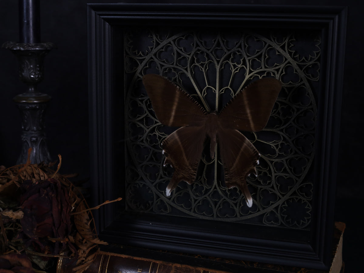 Swallowtail moth in a frame with a Gothic background