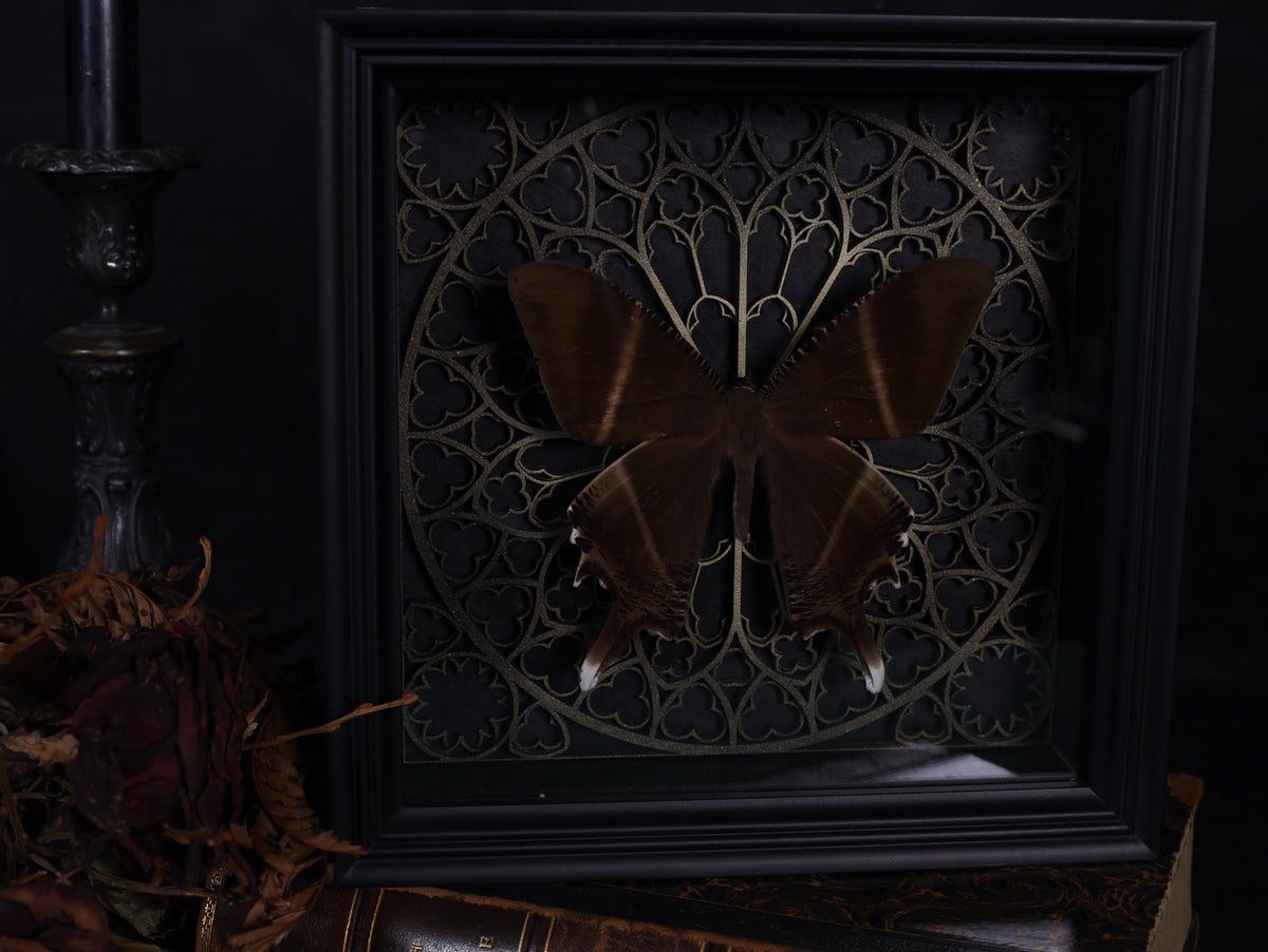 Swallowtail moth in a frame with a Gothic background