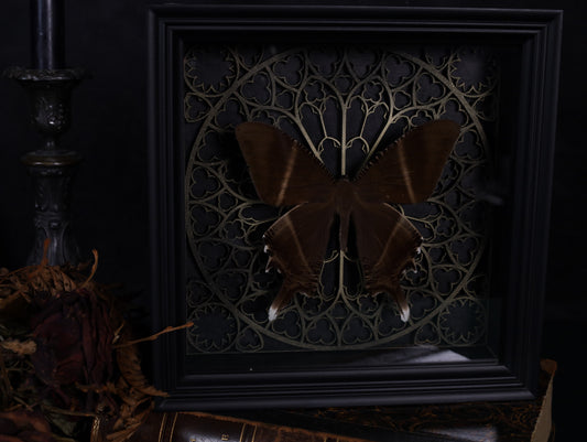 Swallowtail moth in a frame with a Gothic background
