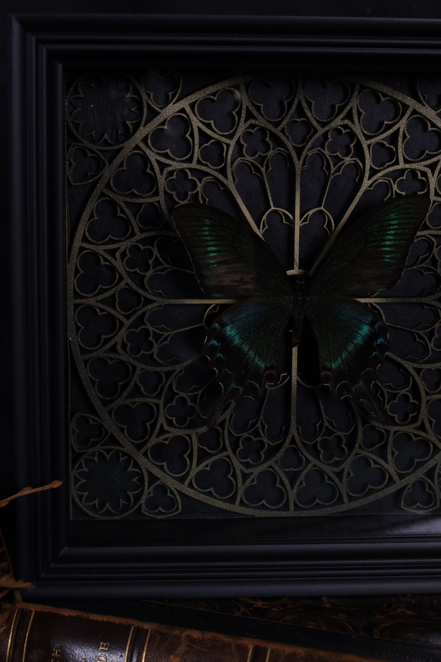 Papilio maaki im Barockrahmen mit Gotik Hintergrund