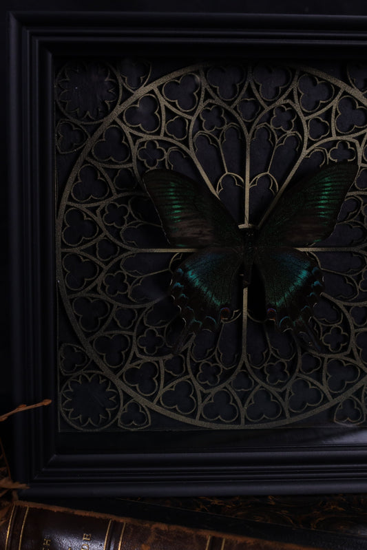 Papilio maaki in a Baroque frame with a Gothic background