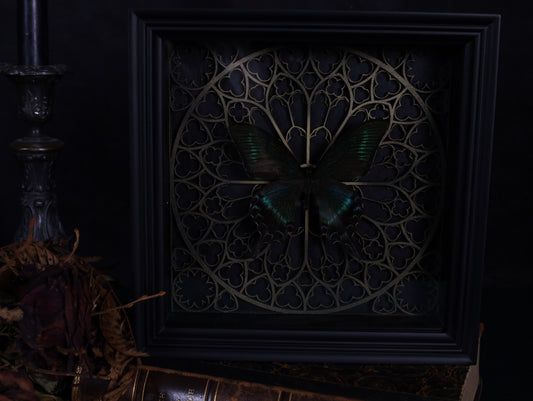 Papilio maaki in a Baroque frame with a Gothic background