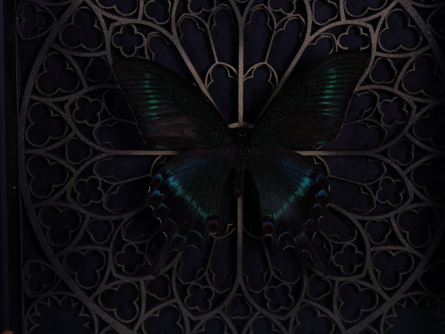 Papilio maaki im Barockrahmen mit Gotik Hintergrund