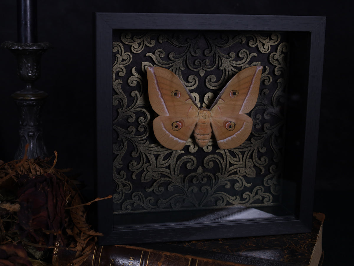 Antheraea yamamai in a frame with a Gothic background