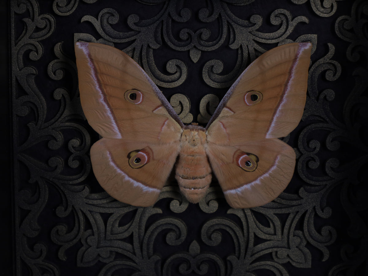 Antheraea yamamai in a frame with a Gothic background