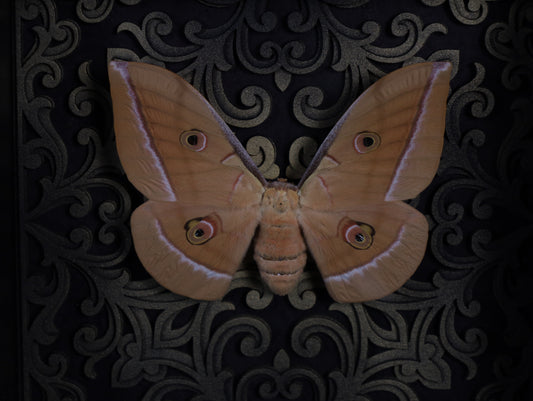 Antheraea yamamai im Rahmen mit Gotik Hintergrund