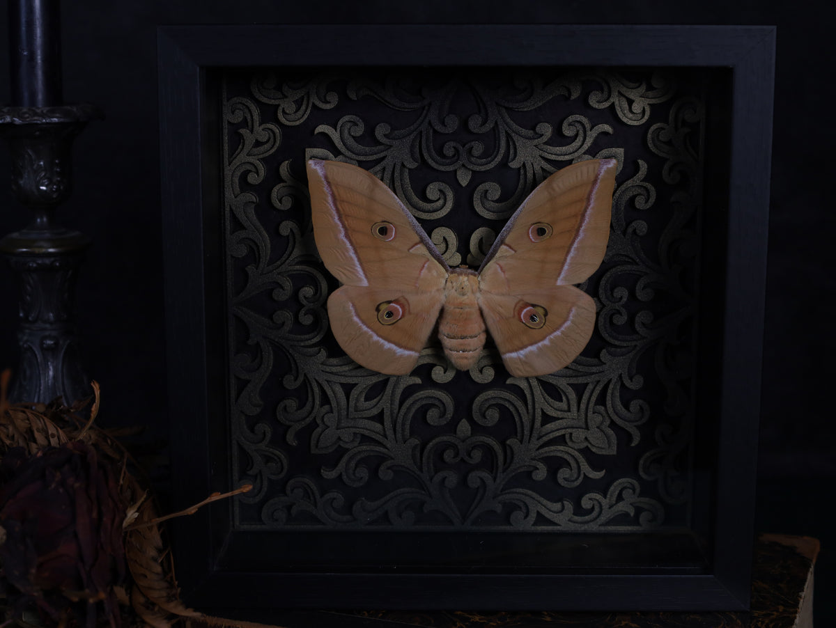 Antheraea yamamai in a frame with a Gothic background
