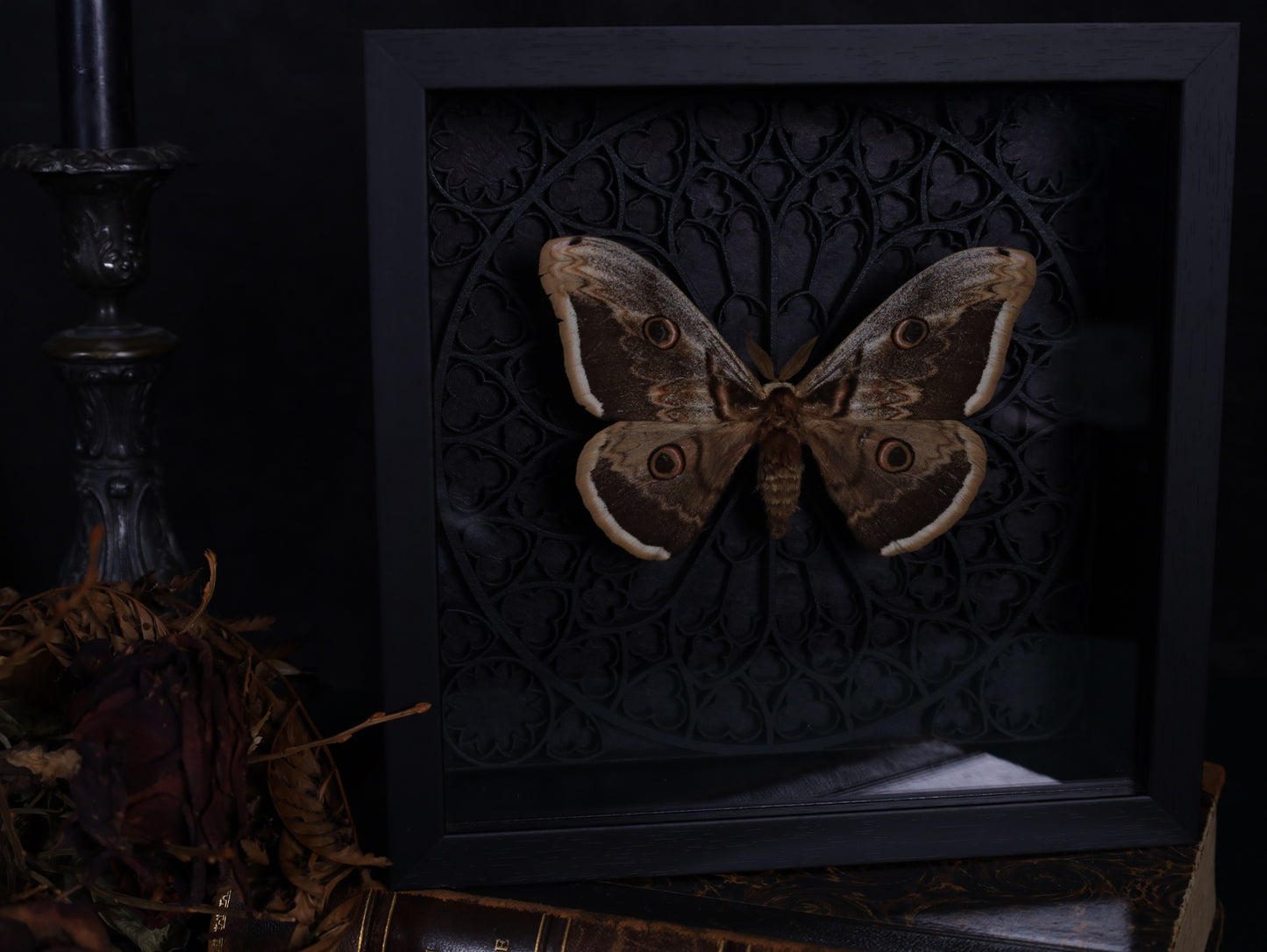 Saturnia pyri im Rahmen mit Gotik Hintergrund