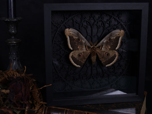 Saturnia pyri im Rahmen mit Gotik Hintergrund