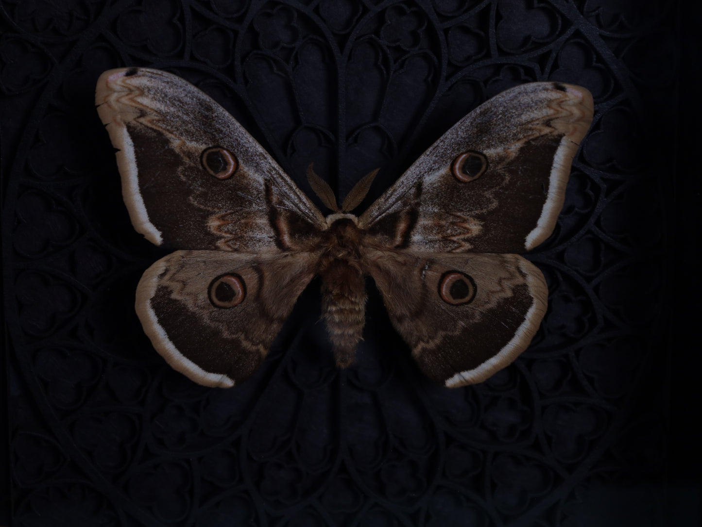 Saturnia pyri im Rahmen mit Gotik Hintergrund