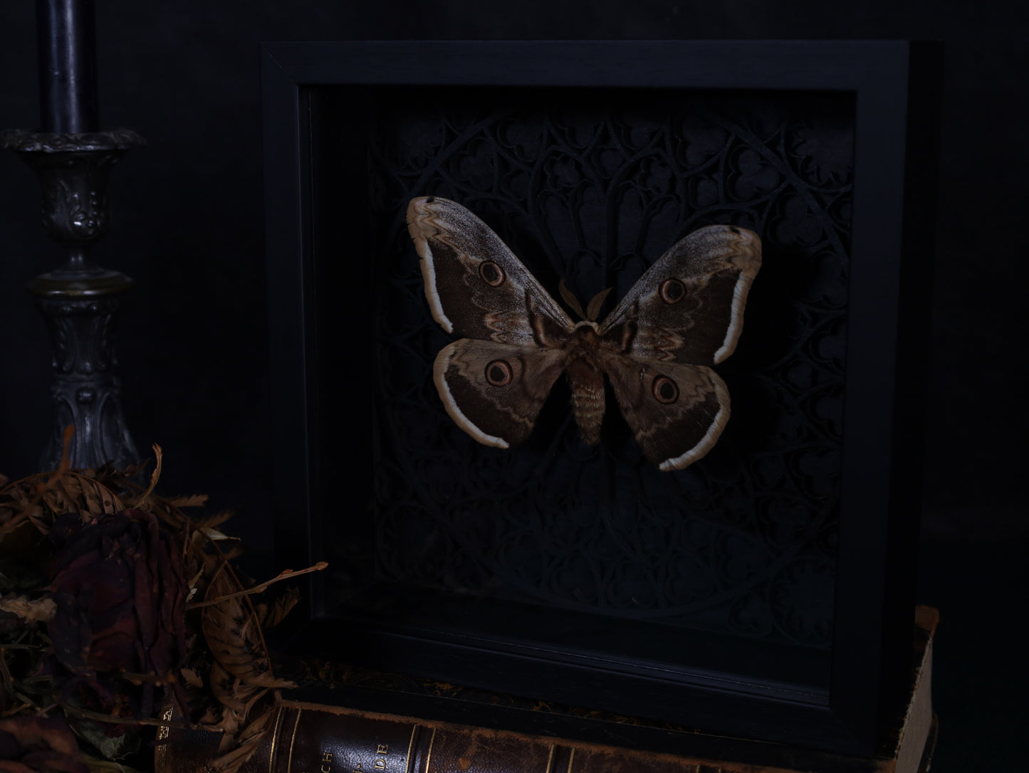 Saturnia pyri im Rahmen mit Gotik Hintergrund