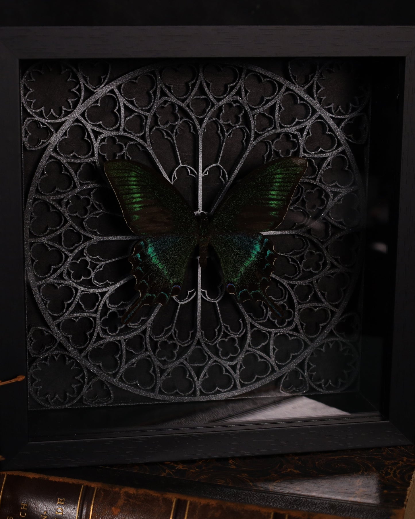 Papilio maaki im Rahmen mit Gotik Hintergrund