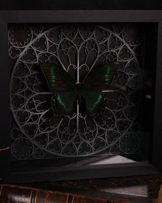 Papilio maaki im Rahmen mit Gotik Hintergrund