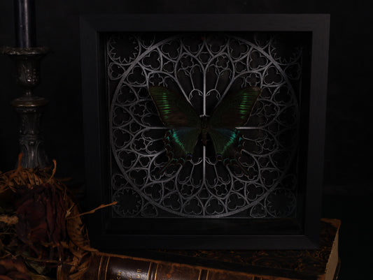 Papilio maaki im Rahmen mit Gotik Hintergrund