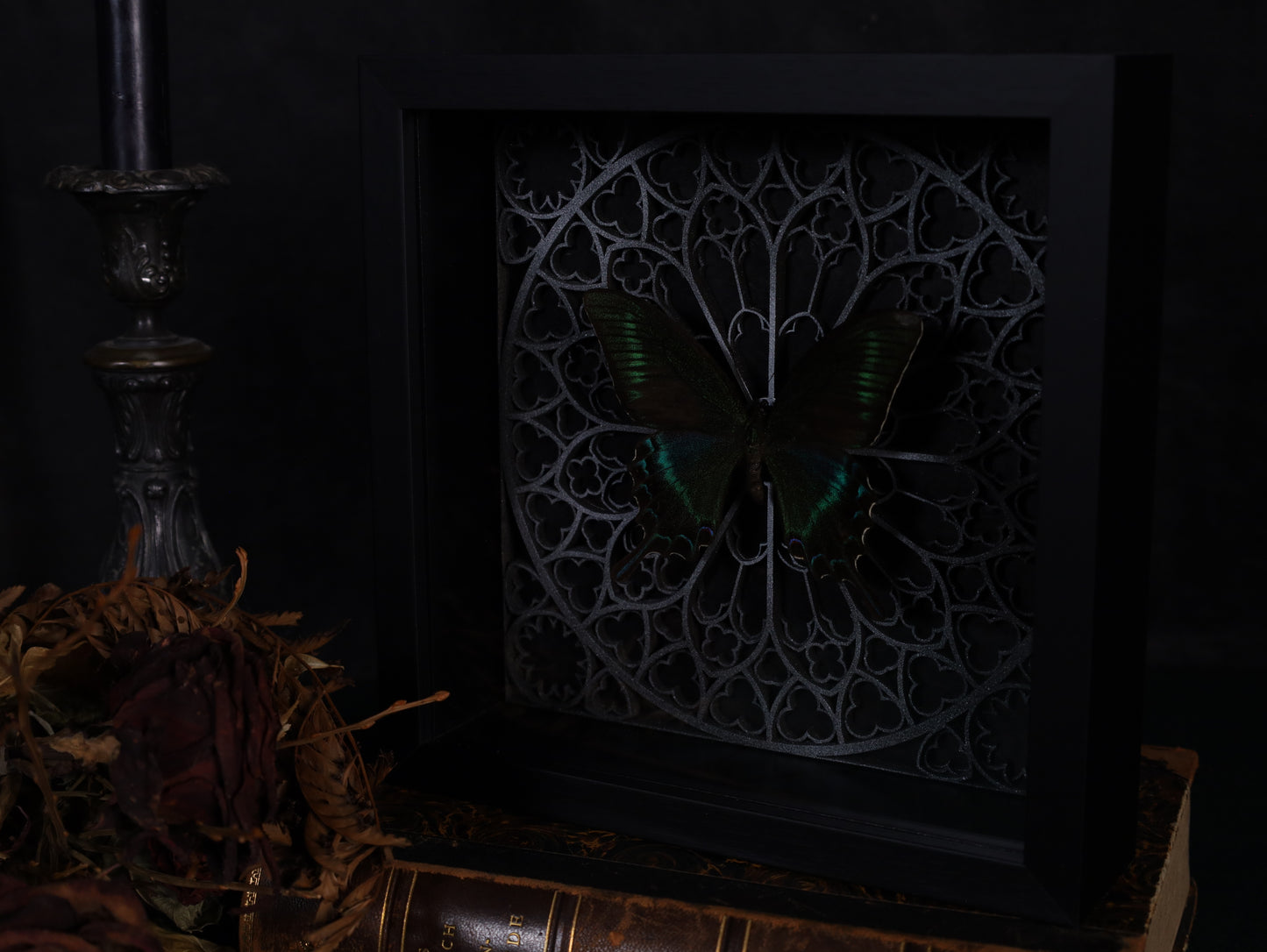 Papilio maaki im Rahmen mit Gotik Hintergrund