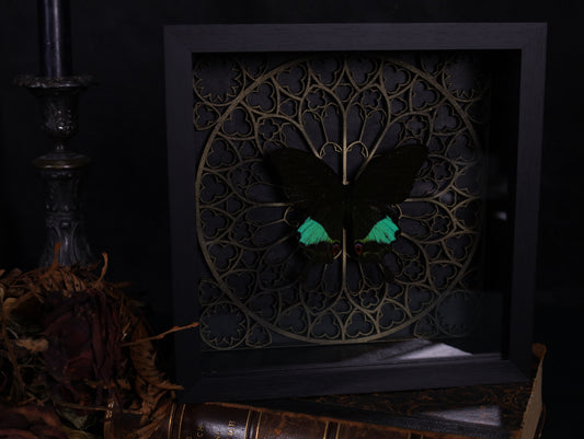 Papilio karna in a frame with a Gothic background