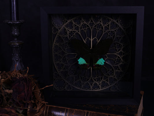 Papilio karna in a frame with a Gothic background
