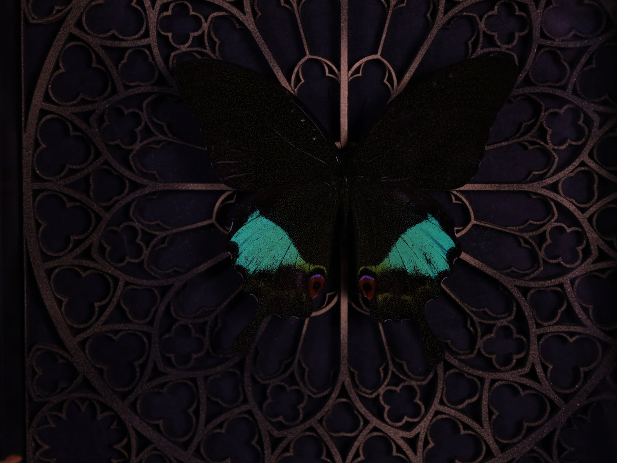 Papilio karna im Rahmen mit Gotik Hintergrund